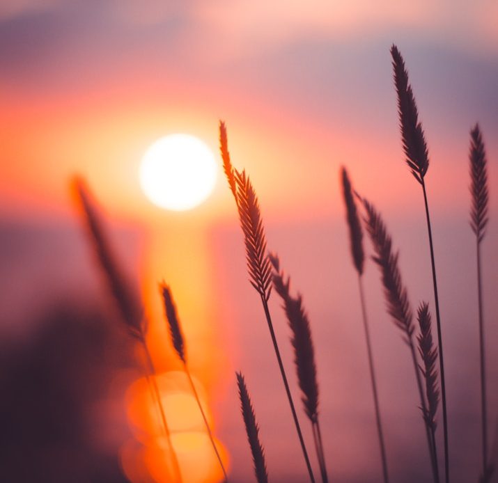 Sonnenuntergang über einer Wiese mit grasbewachsenem Vordergrund und Wolken am Himmel.