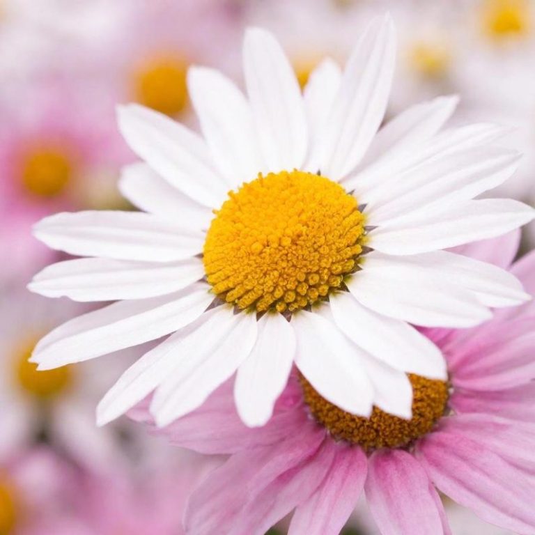 einzelgespräche silvia birlin